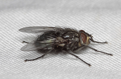Onesia sepulcralis
