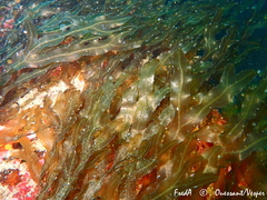 Dictyopteris polypodioides