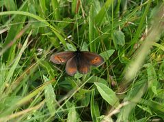 Erebia epiphron