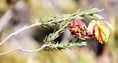 Liparia splendens splendens