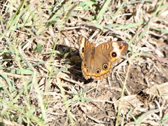 Junonia zonalis