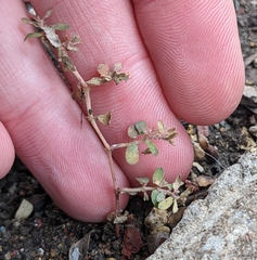 Euphorbia