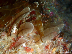 Gymnangium montagui