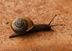 Cahuillus indioensis