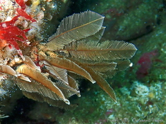 Gymnangium montagui