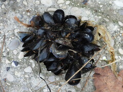 Mytilus galloprovincialis