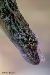 Anolis frenatus