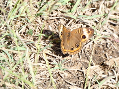 Junonia zonalis