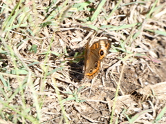 Junonia zonalis