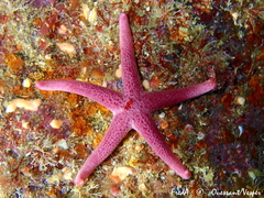 Henricia oculata