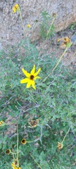 Encelia asperifolia