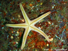 Henricia oculata