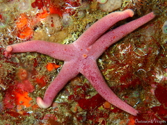 Henricia oculata