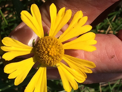 Helenium autumnale autumnale