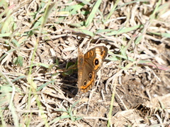Junonia zonalis