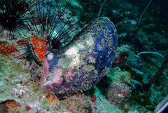 Pteriidae