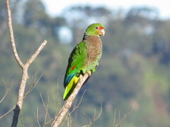 Amazona vinacea
