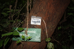 Psydrax horizontalis