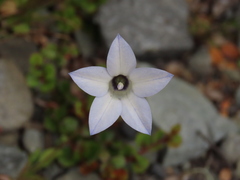 Wahlenbergia albomarginata