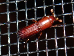 Platypodinae