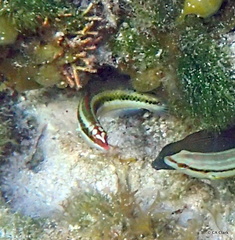 Halichoeres maculipinna