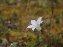 Wahlenbergia albomarginata