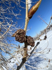 Aceria parapopuli