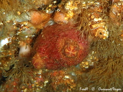 Microcosmus claudicans