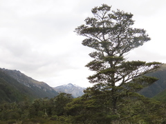 Nothofagus cliffortioides