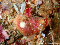 Microcosmus claudicans