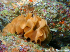 Pentapora foliacea