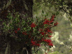 Peraxilla tetrapetala