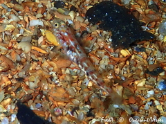 Pomatoschistus pictus