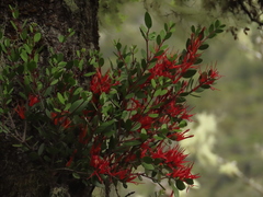 Peraxilla tetrapetala