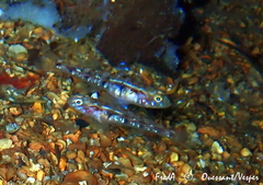 Pomatoschistus pictus