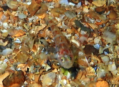 Pomatoschistus pictus