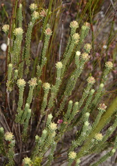 Campylostachys cernua