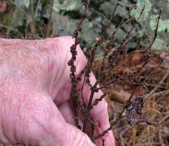 Boehmeria cylindrica