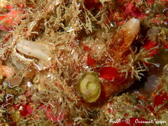 Pyura microcosmus