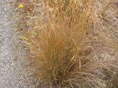 Chionochloa rubra