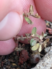 Euphorbia