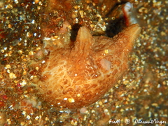 Pyura microcosmus