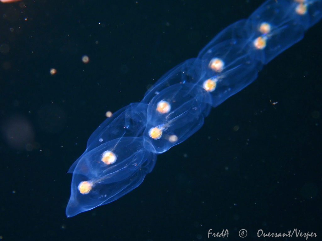 Deepsea Solitary Salp
