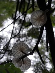 Marasmiellus candidus