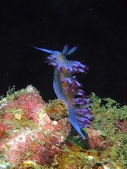Coryphellina aurora