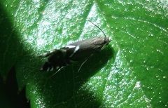 Glyphipterix simpliciella