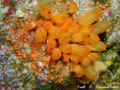 Stolonica socialis