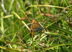 Lycaena hippothoe