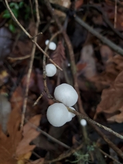 Marasmiellus candidus