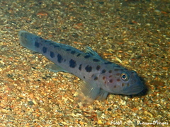 Thorogobius ephippiatus